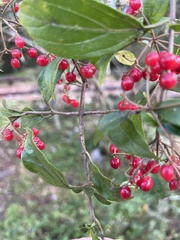 Photinia niitakayamensis