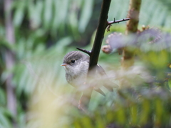 Petroica macrocephala toitoi