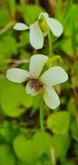 Viola cunninghamii