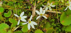Lobelia angulata
