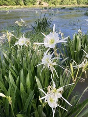 Hymenocallis coronaria
