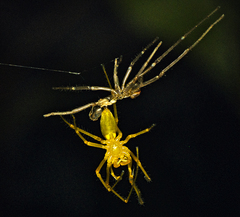 Cheiracanthium gracile