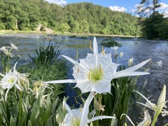 Hymenocallis coronaria