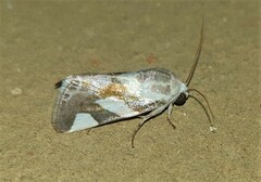 Acontiini