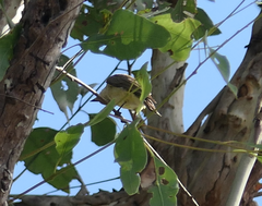 Microeca flavigaster