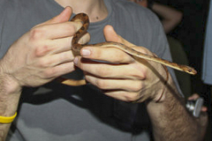 Leptodeira