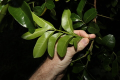 Dysoxylum fraserianum