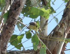 Microeca flavigaster