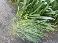 Hymenocallis coronaria