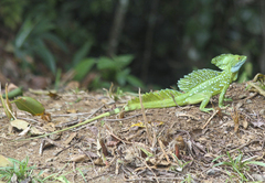 Basiliscus plumifrons