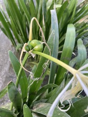Hymenocallis coronaria