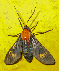 Cosmosoma teuthras