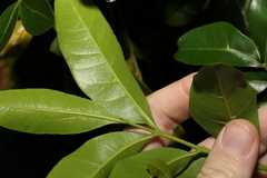 Dysoxylum fraserianum
