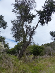Melaleuca lanceolata