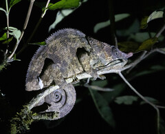 Calumma crypticum