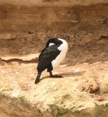 Phalacrocorax fuscescens