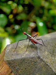 Telostylinus lineolatus