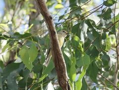 Microeca flavigaster