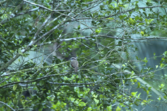 Pitangus sulphuratus