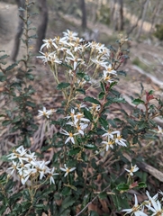 Olearia erubescens
