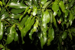 Cinnamomum oliveri