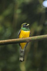 Trogon rufus