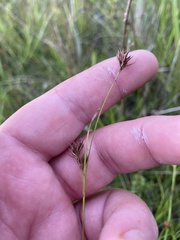 Rhynchospora stiletto