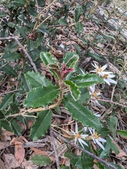 Olearia erubescens