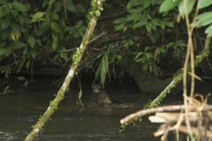 Lontra longicaudis