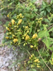 Hypericum punctatum