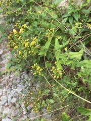 Hypericum punctatum