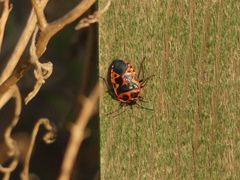 Eurydema