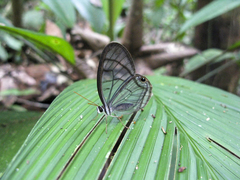 Dulcedo polita