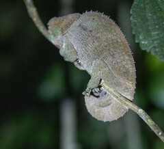 Calumma crypticum
