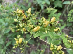 Hypericum punctatum