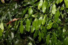 Cinnamomum oliveri