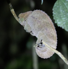 Calumma crypticum
