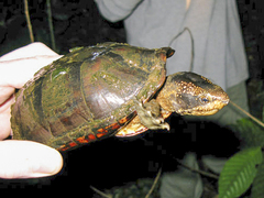 Kinosternon leucostomum