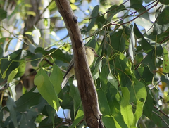 Microeca flavigaster