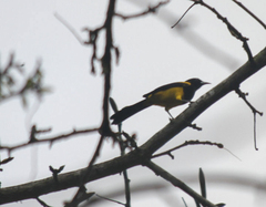 Icterus prosthemelas