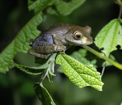 Madagascar Bright-Eyed Frog photo 3