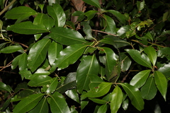 Lophostemon confertus