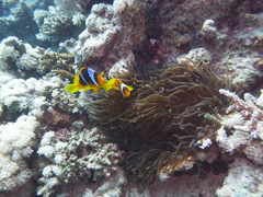 Amphiprion bicinctus