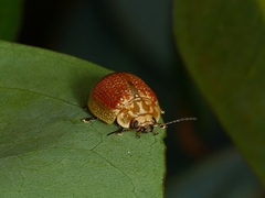 Paropsisterna cloelia