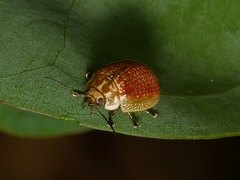 Paropsisterna cloelia