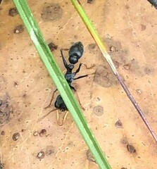 Myrmecia pilosula