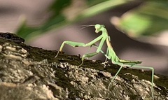 Pseudomantis albofimbriata