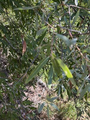 Salix laevigata