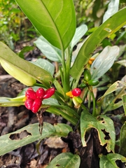 Aglaonema commutatum
