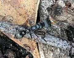 Myrmecia pilosula